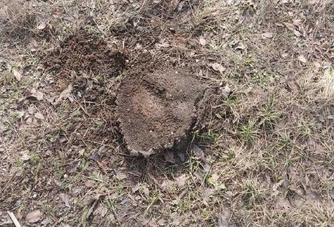 Работы согласованы: в акимате Алматы прокомментировали вырубку деревья в мкр. Маяк &ndash; Эксклюзив Halyq Press